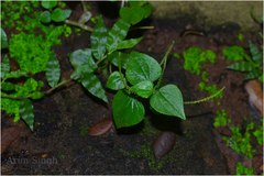 Peperomia pellucida